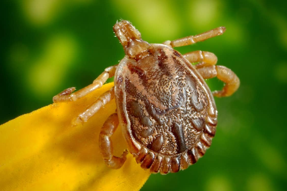 Zecche da piccione: come riconoscerle e eliminarle