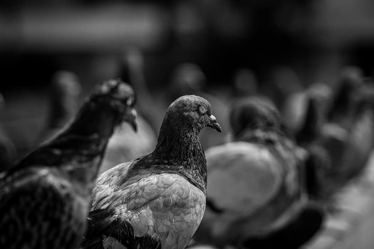 Candeggina contro i piccioni: funziona davvero? Alternative