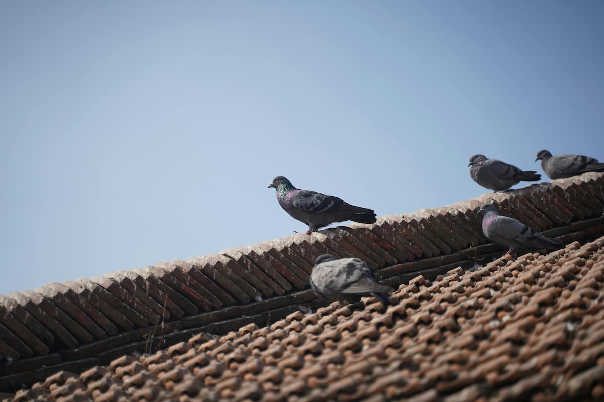 piccioni su tetto.