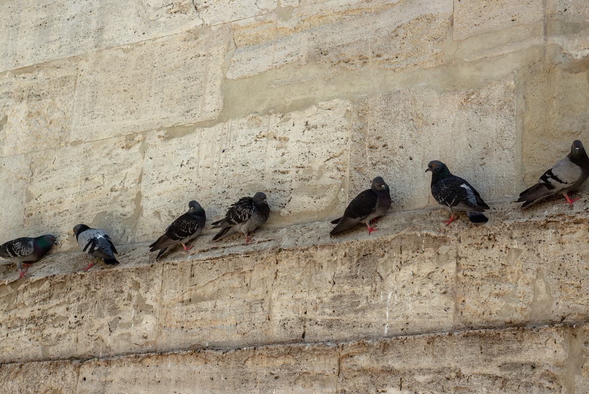 piccioni in salvo su cornicione per evitare spuntoni